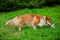 The pembroke corgi dog cannot grab the ball with his teeth, which is why he gets angry at him and growls. Full length