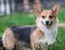 Pembroke Corgi Dog Portrait. Welsh Corgi Dog on Green Grass Field