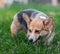 Pembroke Corgi Dog Portrait. Welsh Corgi Dog on Green Grass Field