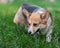 Pembroke Corgi Dog Portrait. Welsh Corgi Dog on Green Grass Field