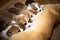 Pembroke Corgi Puppies eat