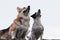 Pembroke Tricolor Welsh Corgi and black and white smooth haired Jack Russell Terrier sit side by side and stare intently at each