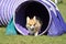 Pembroke Welch Corgi at a Dog Agility Trial