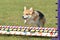 Pembroke Welch Corgi at a Dog Agility Trial