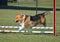 Pembroke Welch Corgi at a Dog Agility Trial