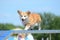 Pembroke Welch Corgi at a Dog Agility Trial