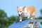 Pembroke Welch Corgi at a Dog Agility Trial