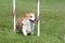 Pembroke Welch Corgi at a Dog Agility Trial