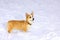 Pembroke Welsh Corgi