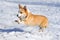 Pembroke Welsh Corgi