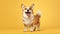 Pembroke Welsh Corgi