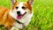 Pembroke Welsh Corgi