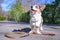 Pembroke welsh corgi cardigan dog with a long collar in the park on a background of green trees on a sunny day on a walk