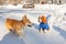 Pembroke Welsh Corgi and Cavalier King Charles spaniel. Two dogs in a snowy winter park