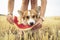 Pembroke welsh corgi dog eating summer water melon from the hands of the owner in field