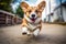 pembroke welsh corgi dog running on the road