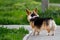 A Pembroke Welsh Corgi dog stands on a leash on a footpath and looks away from the camera. The pet is black red and white. Pure-