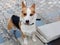 Pembroke Welsh Corgi, Dog Welsh Corgi posing outdoors, looking at camera with ears listening backwards, alert dog, funny face