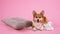 The Pembroke Welsh Corgi lies on a white fur blanket next to a pillow. A friendly dog in the studio on a pink background