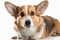 Pembroke Welsh Corgi Portrait: Adorable Canine Charm in a Single Frame