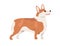 Pembroke Welsh Corgi profile. Short-legged dog of herding breed. Small adorable doggy standing on white background