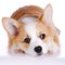 Pembroke Welsh Corgi puppy