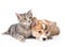 Pembroke Welsh Corgi puppy lying with cat together. isolated