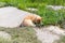 Pembroke Welsh Corgi puppy searching something in green grass at spring or summer sunny day. Herding dog, pet background.