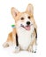 Pembroke Welsh Corgi puppy with a toothbrush and stethoscope on white