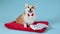 Pembroke Welsh Corgi in a red bow tie sits in front of an open book with glasses on a red pillow. Dog in the studio on a