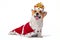 Pembroke Welsh Corgi in red royal cape and crown on white