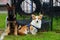 Pembroke welsh corgi and shepherd