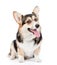 Pembroke Welsh Corgi sitting in front view. on white ba