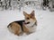 Pembroke welsh corgi in the snow