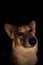 Pembroke Welsh Corgi, Welsh Corgi portret in dark backround. Beautiful comic animal