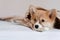 Pembroke Welsh Cute little sleepy Corgi puppy is lying on the couch. Top horizontal view copyspace pet taking care and