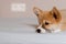 Pembroke Welsh Cute little sleepy Corgi puppy is lying on the couch. Top horizontal view copyspace pet taking care and
