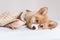 Pembroke Welsh Cute little sleepy Corgi puppy is lying on the couch. Top horizontal view copyspace pet taking care and