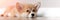 Pembroke Welsh Cute little sleepy Corgi puppy is lying on the couch. Top horizontal view copyspace pet taking care and