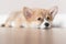 Pembroke Welsh Cute little sleepy Corgi puppy is lying on the couch. Top horizontal view copyspace pet taking care and