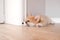 Pembroke Welsh Cute little sleepy Corgi puppy is lying on the couch. Top horizontal view copyspace pet taking care and