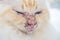 Pemphigus- autoimmune disease in a sacred Birman cat