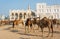 Pen area in Doha, Qatar, with feeding camels