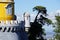 Pena Palace Tree