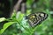 Penang Butterfly Farm