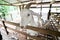 Penang Saanen Dairy Goat Farm