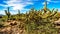 Pencil cactus is the semi desert landscape of Usery Mountain Regional Park near Phoenix Arizona