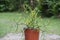 Pencil cactusPlant-Euphorbia tirucalli