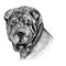 Pencil and charcoal drawing of a Sharpei dog