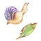 Pencil drawind smiling colorful snail and a leaky leaf